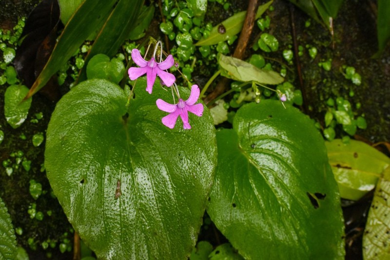 Impatiens scapiflora