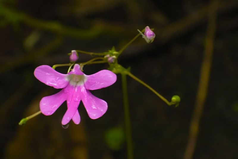 Impatiens scapiflora photo 2