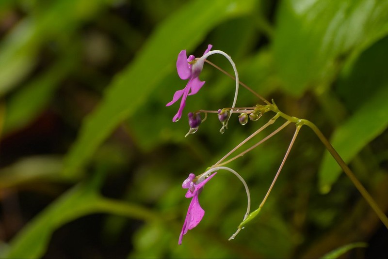 Impatiens scapiflora photo 3