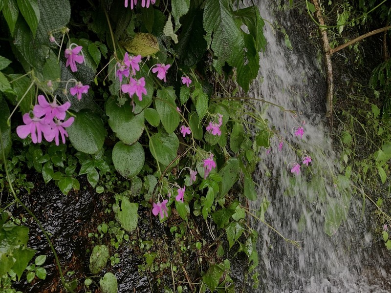 Impatiens scapiflora photo 4