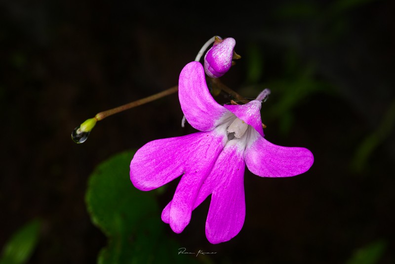 Impatiens scapiflora photo 5
