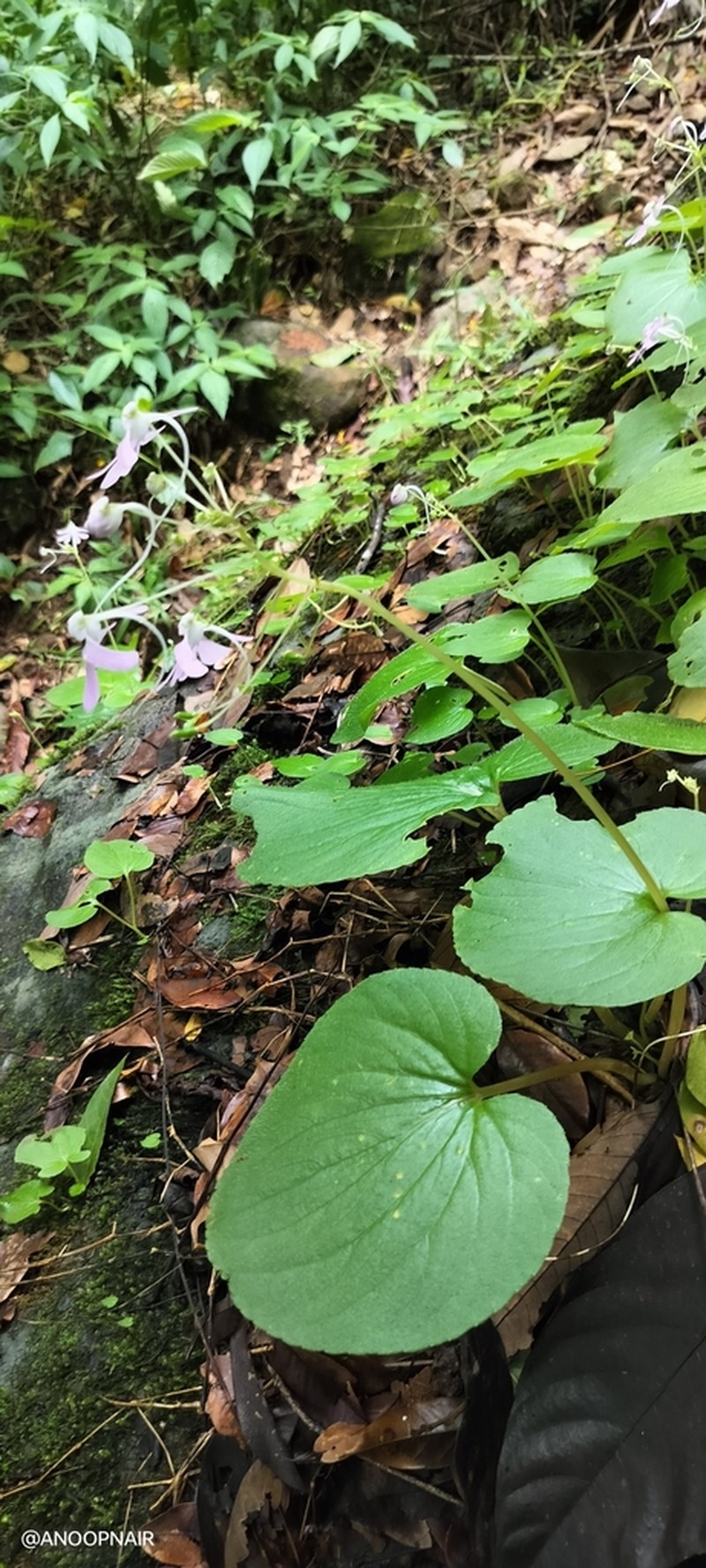 Impatiens scapiflora photo 6