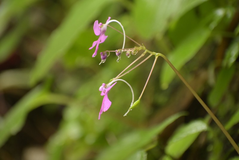 Impatiens scapiflora photo 7