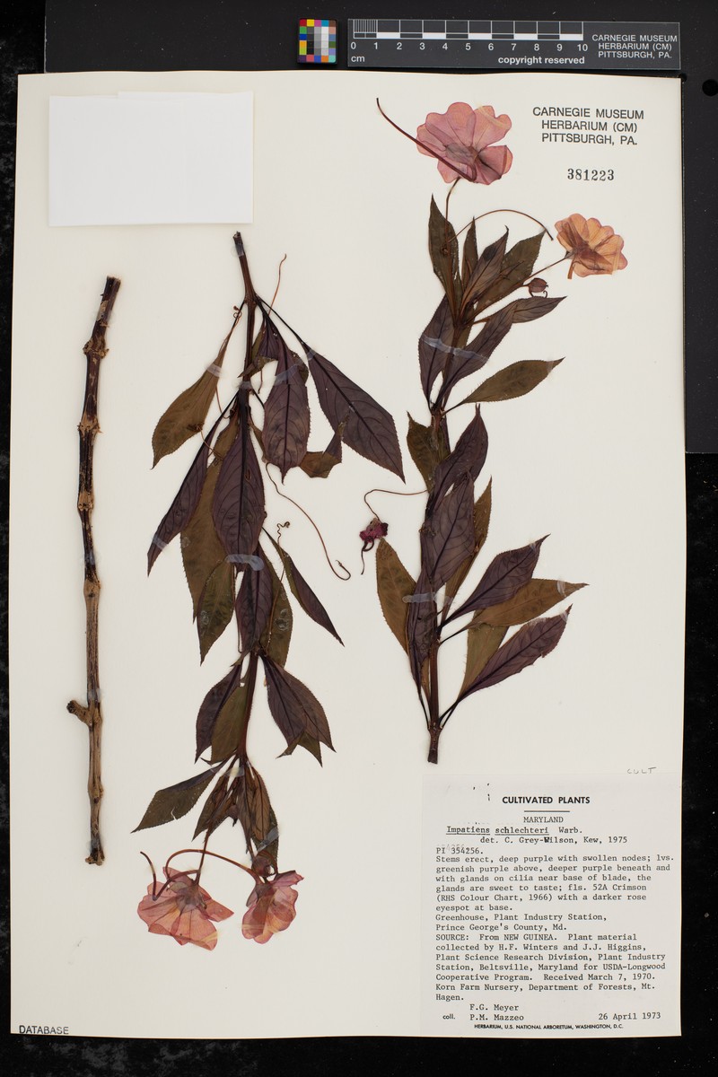 Impatiens schlechteri
