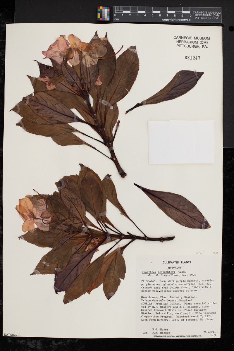 Impatiens schlechteri photo 2