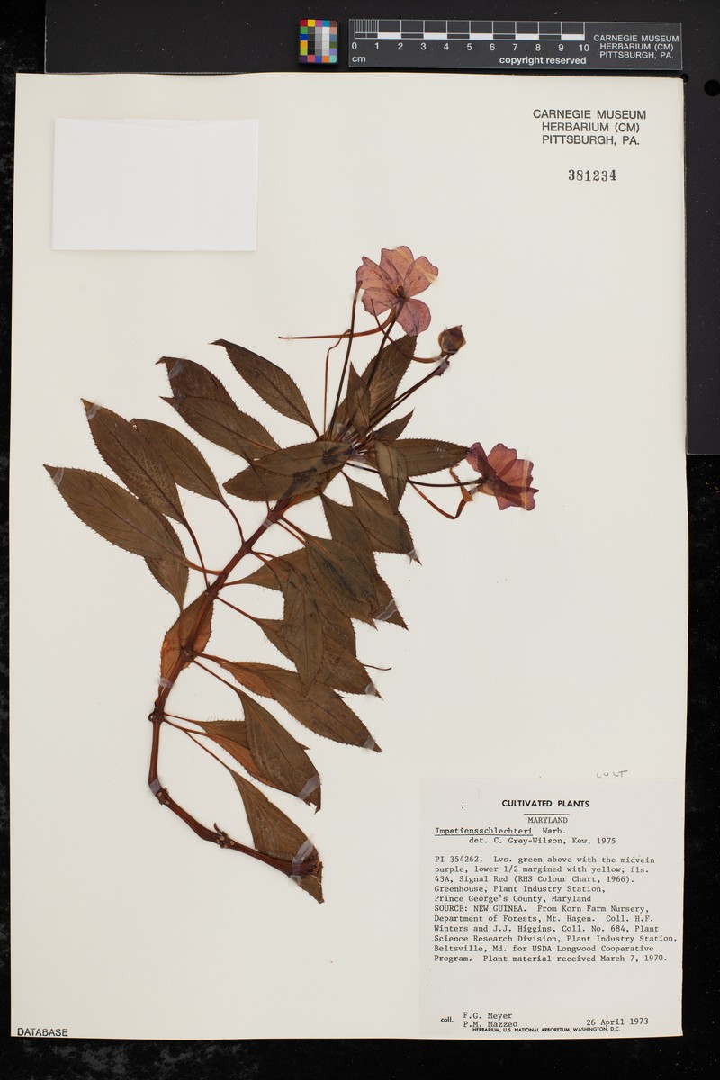 Impatiens schlechteri photo 3