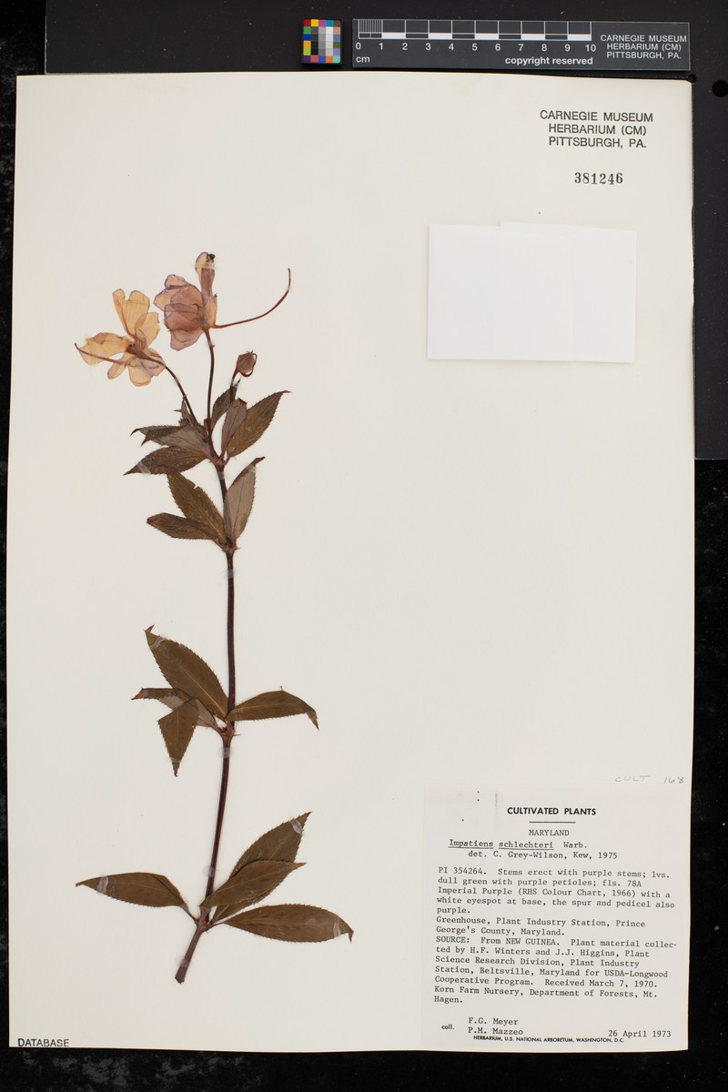 Impatiens schlechteri photo 4