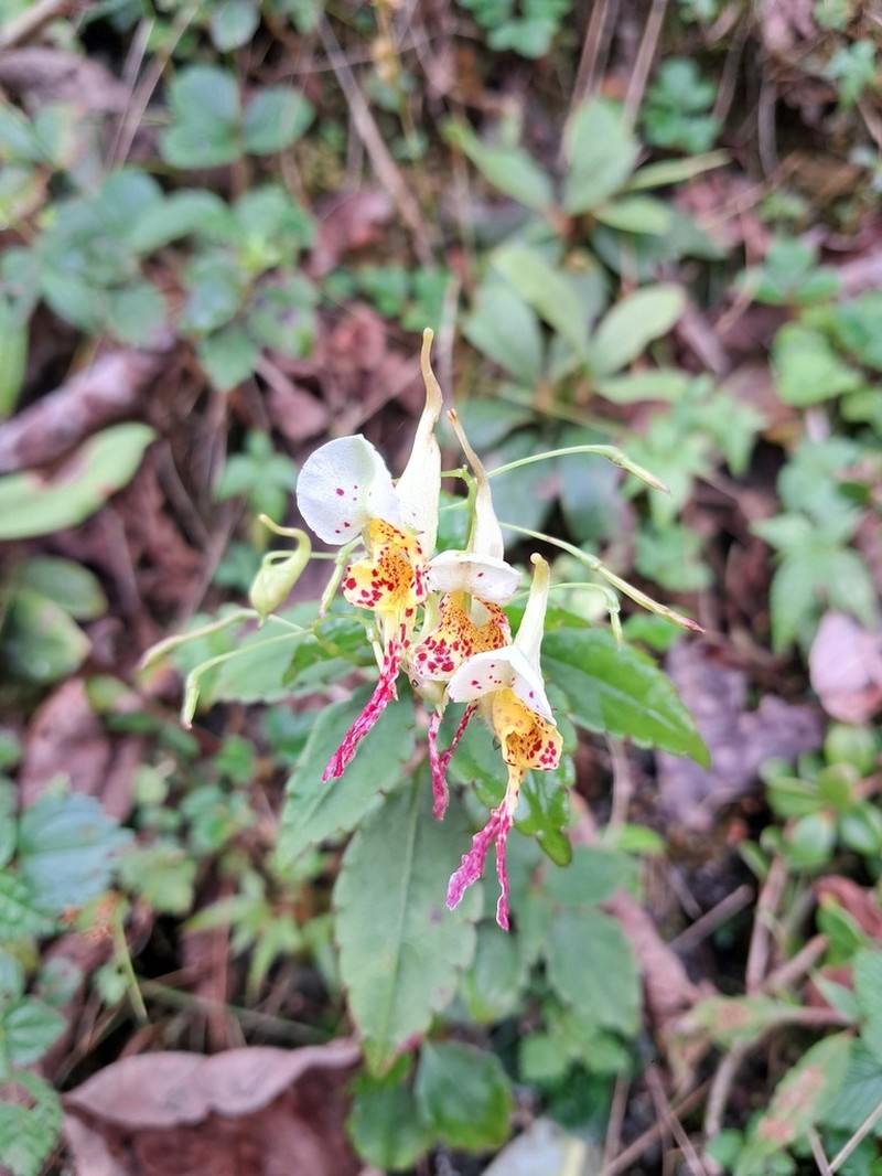 Impatiens scitula