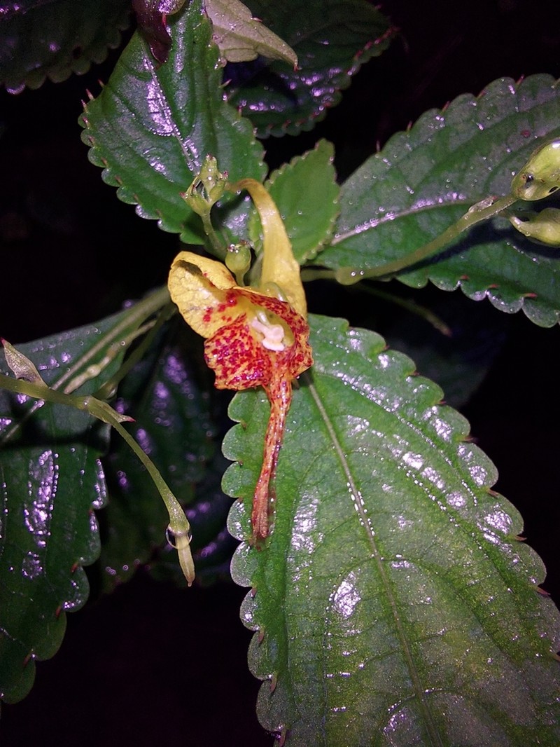 Impatiens scitula photo 2