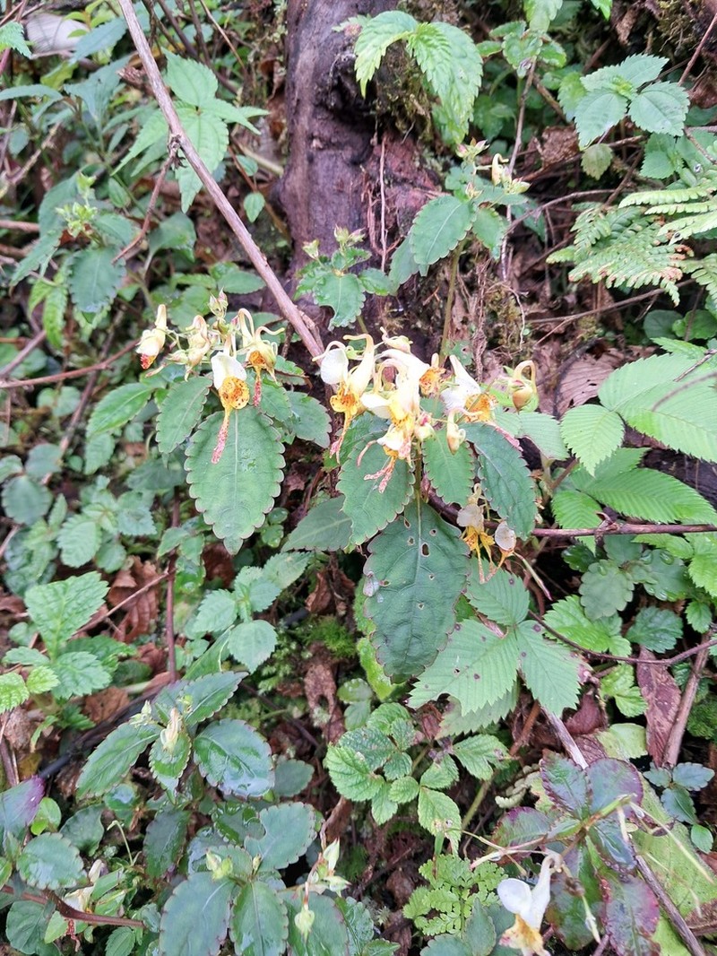 Impatiens scitula photo 3