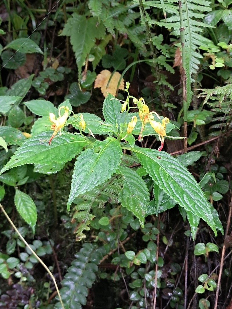 Impatiens scitula photo 4