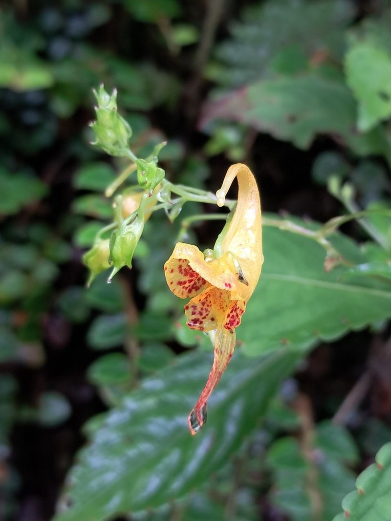 Impatiens scitula photo 5