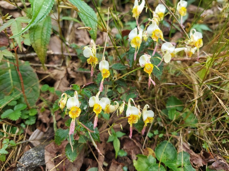 Impatiens scitula photo 6