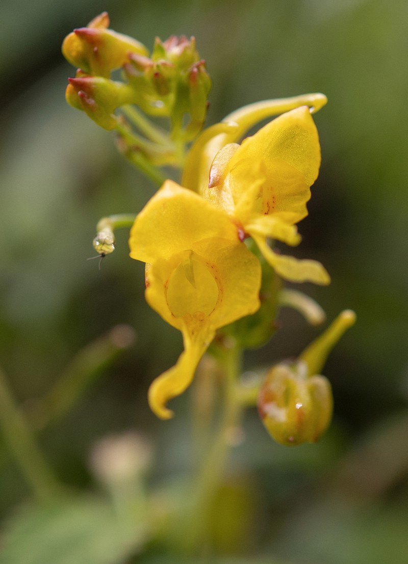 Impatiens scitula photo 7