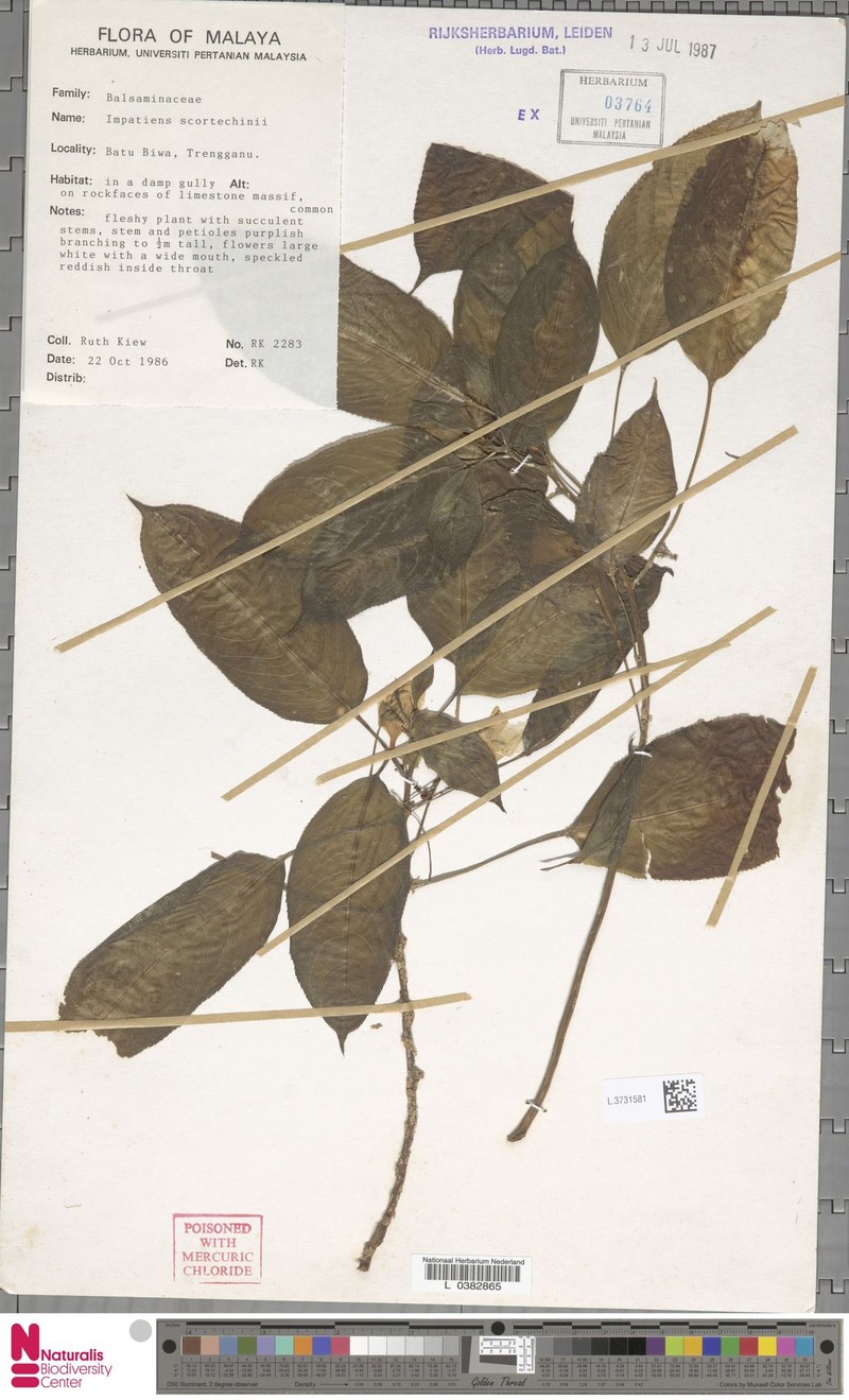 Impatiens scortechinii