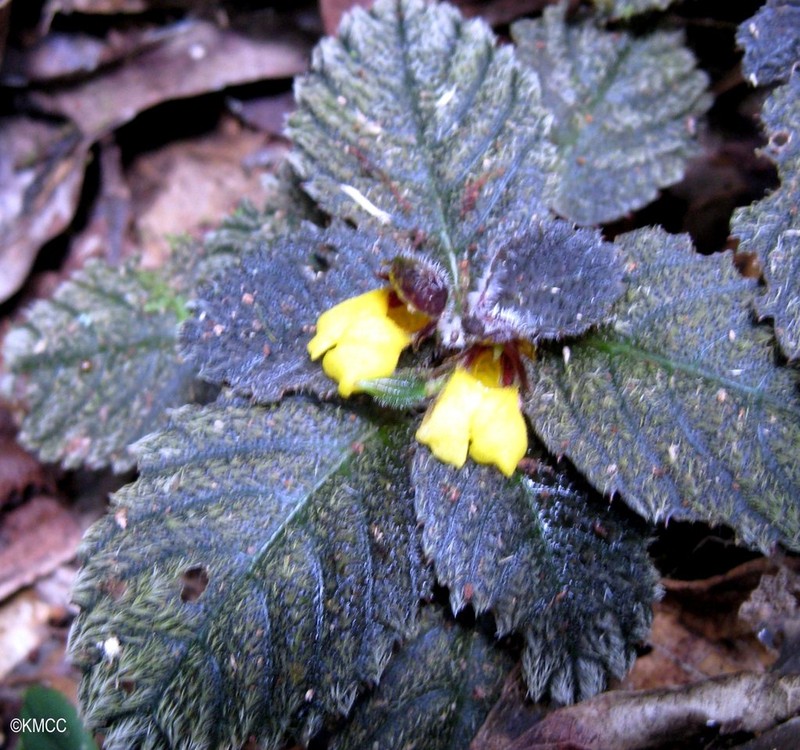 Impatiens scripta