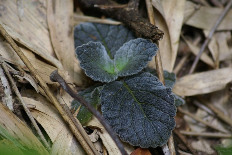 Impatiens scripta photo 2