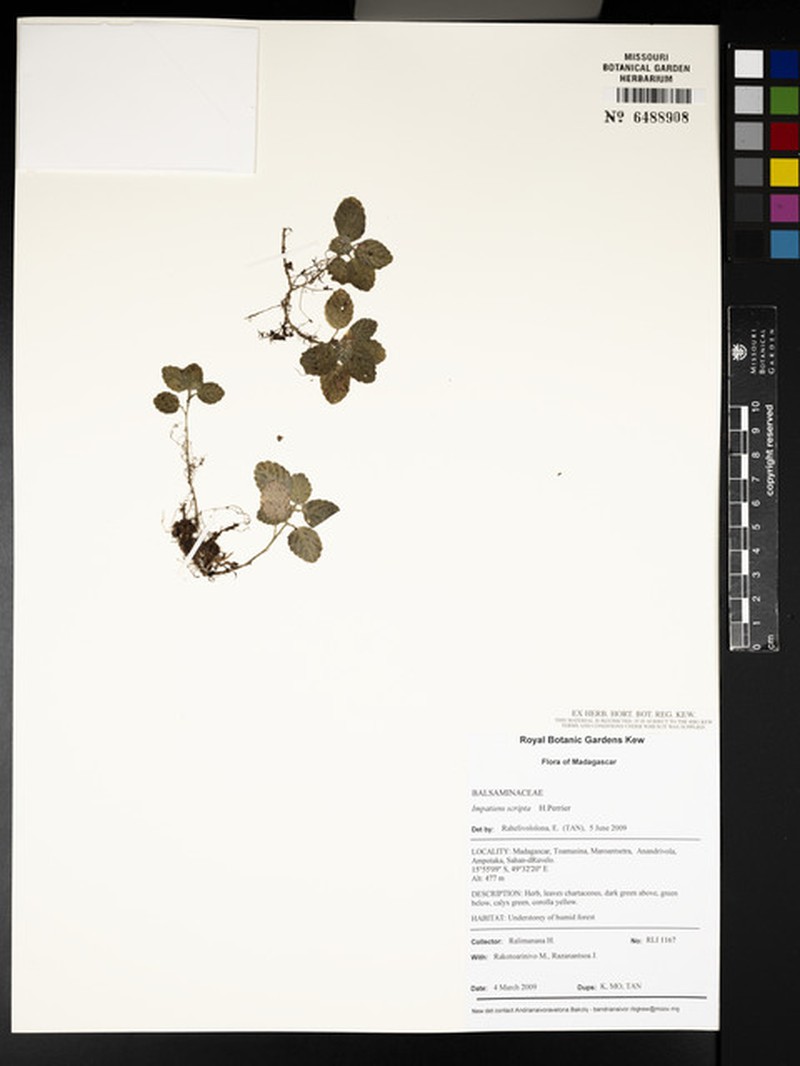 Impatiens scripta photo 3