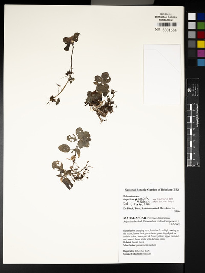 Impatiens scripta photo 5