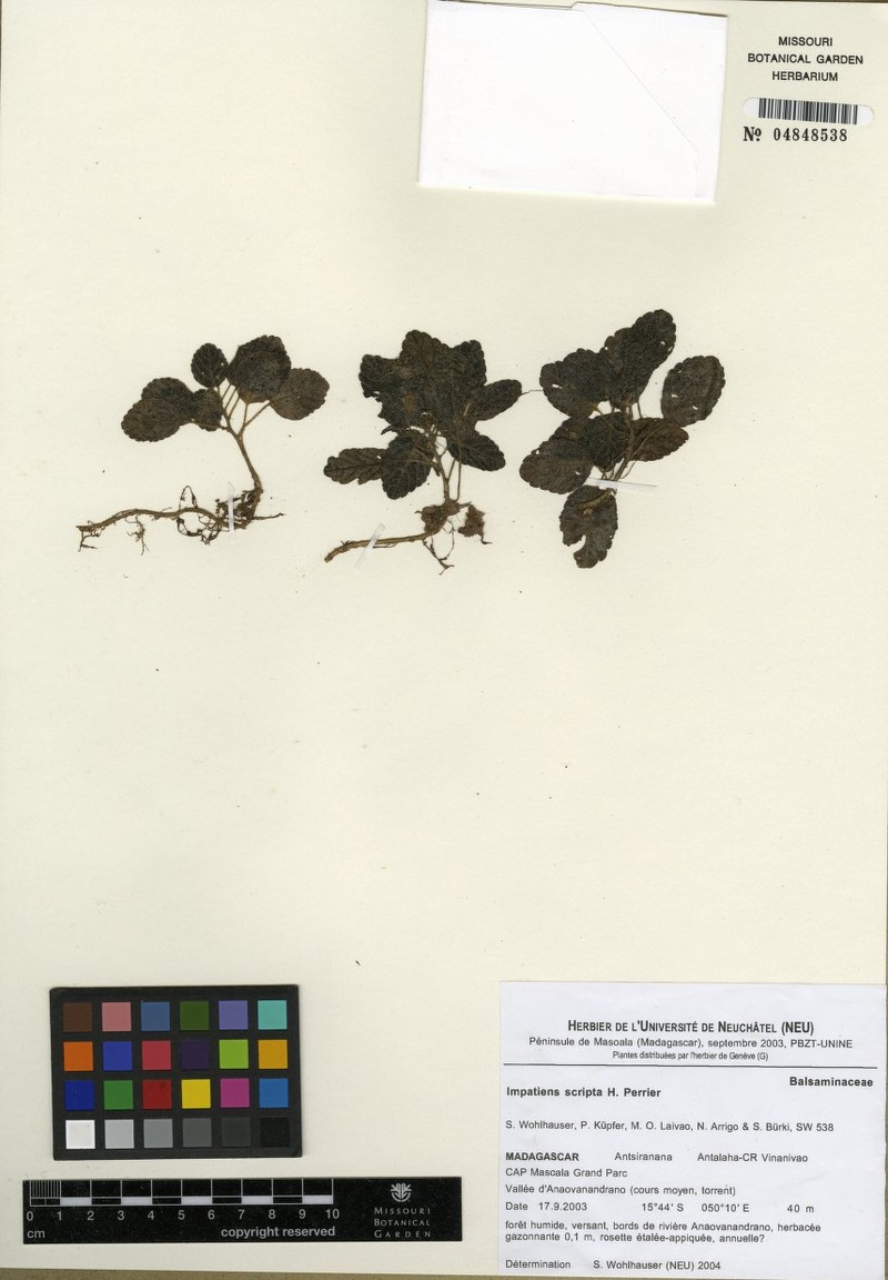 Impatiens scripta photo 6