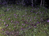 Impatiens semounensis