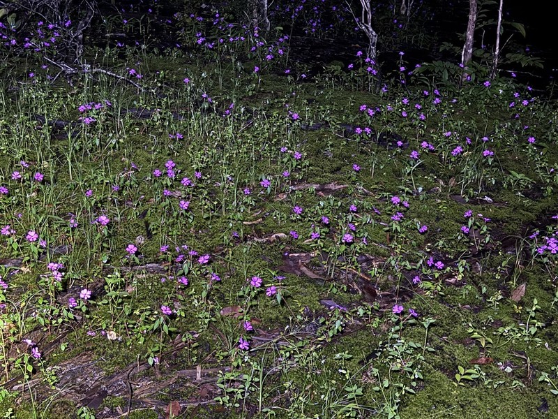 Impatiens semounensis