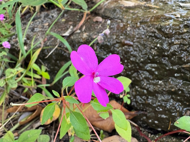 Impatiens semounensis photo 2