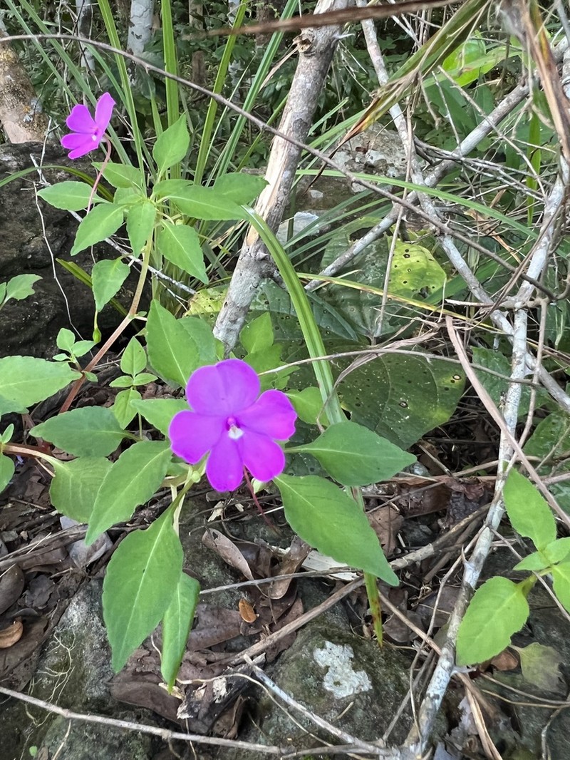 Impatiens semounensis photo 3