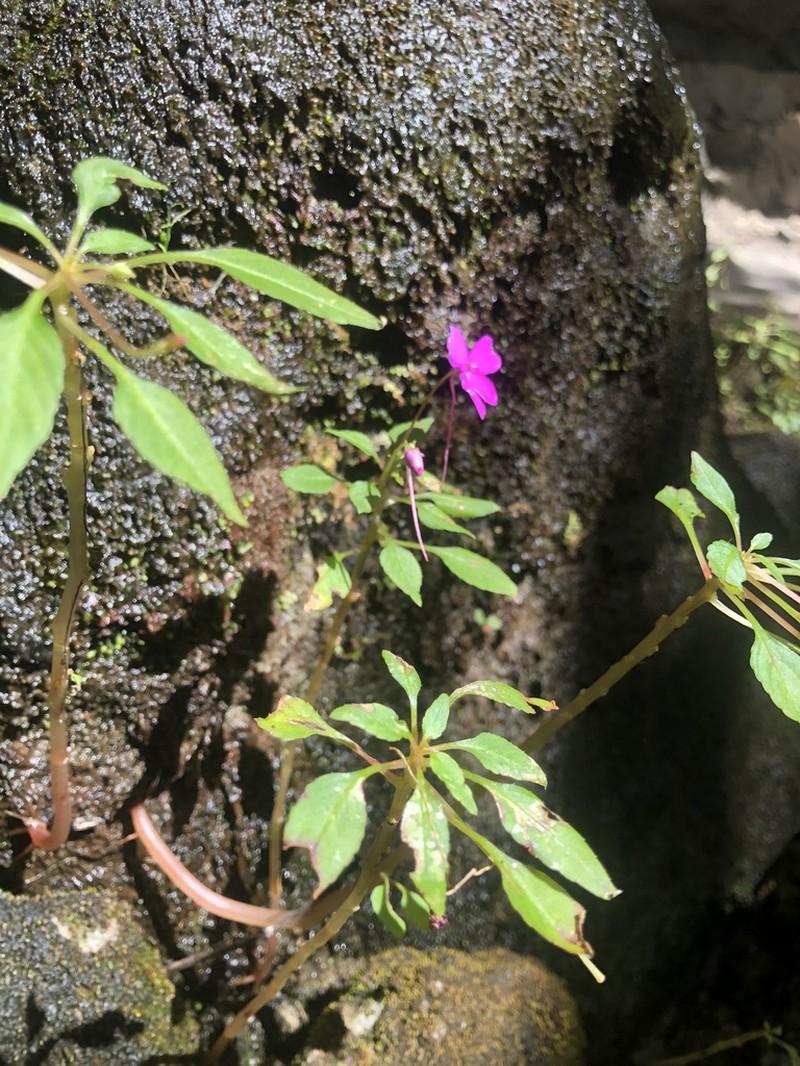 Impatiens semounensis photo 4
