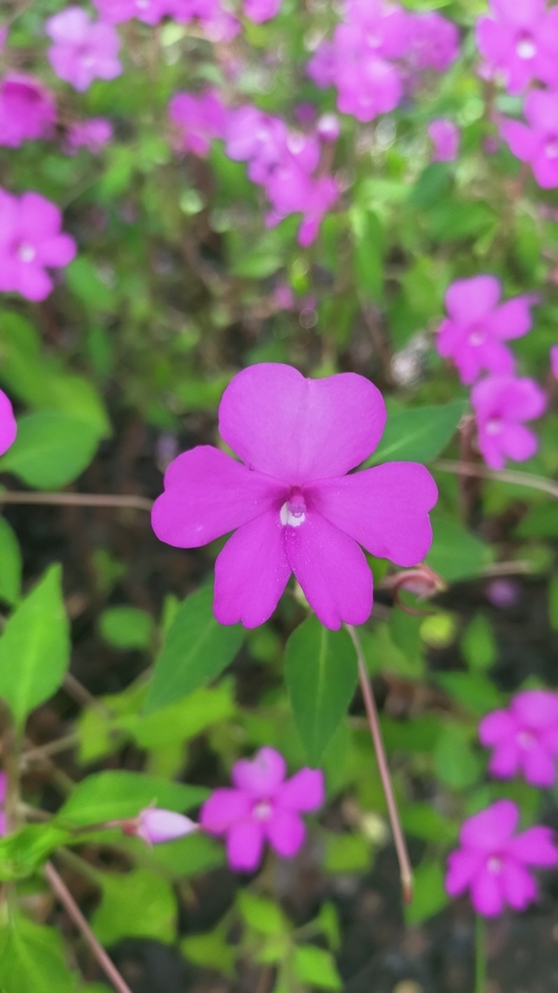 Impatiens semounensis photo 5