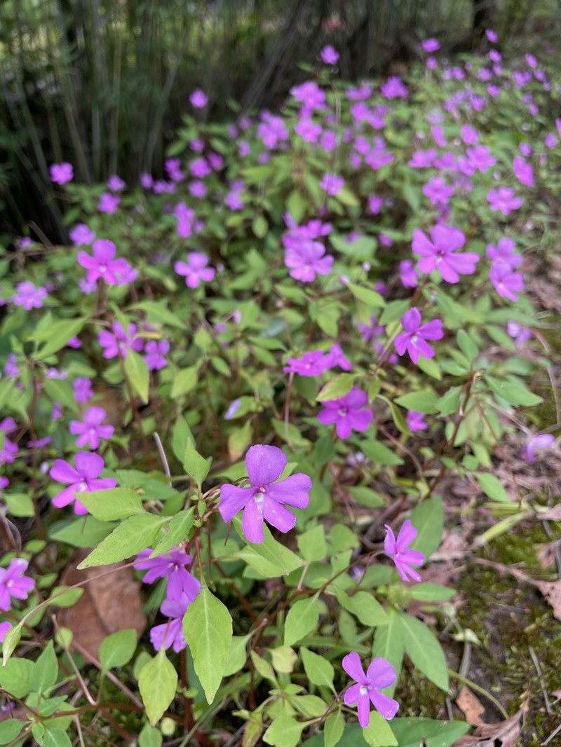 Impatiens semounensis photo 6