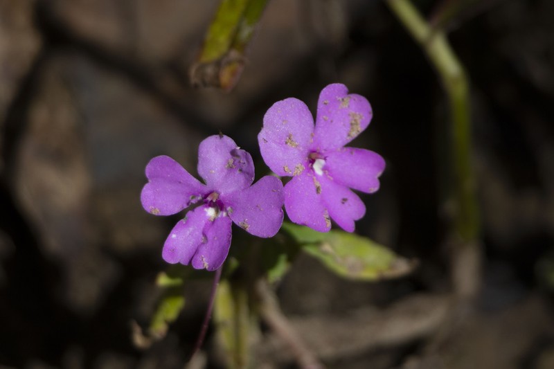 Impatiens semounensis photo 7