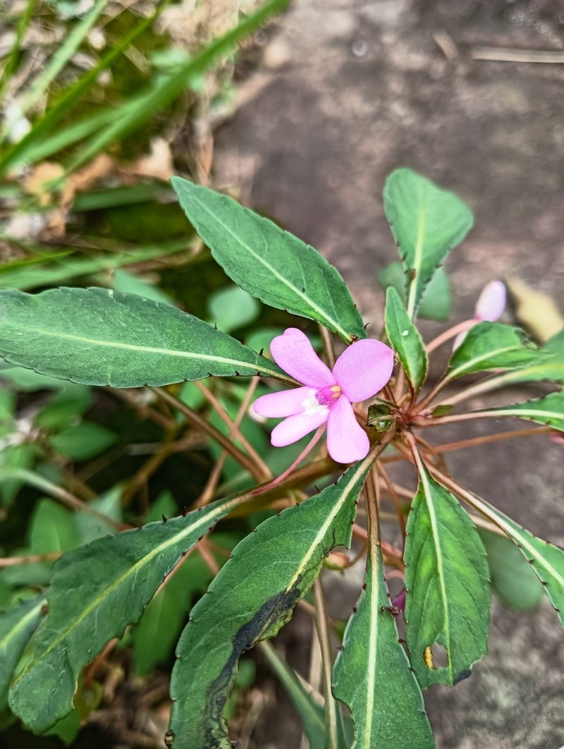 Impatiens semounensis photo 8