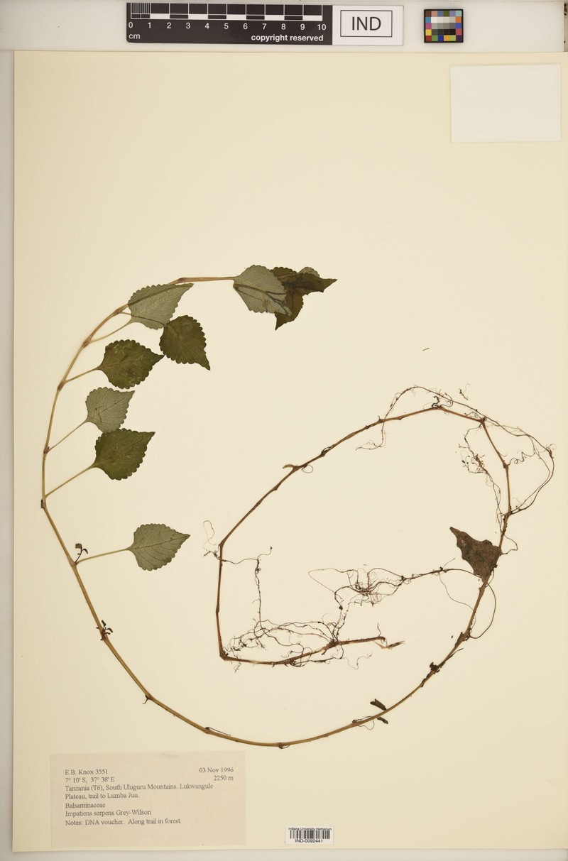 Impatiens serpens
