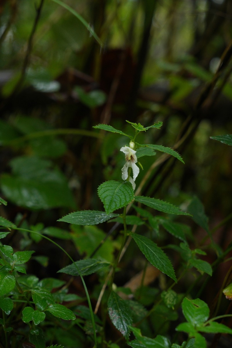 Impatiens serrata