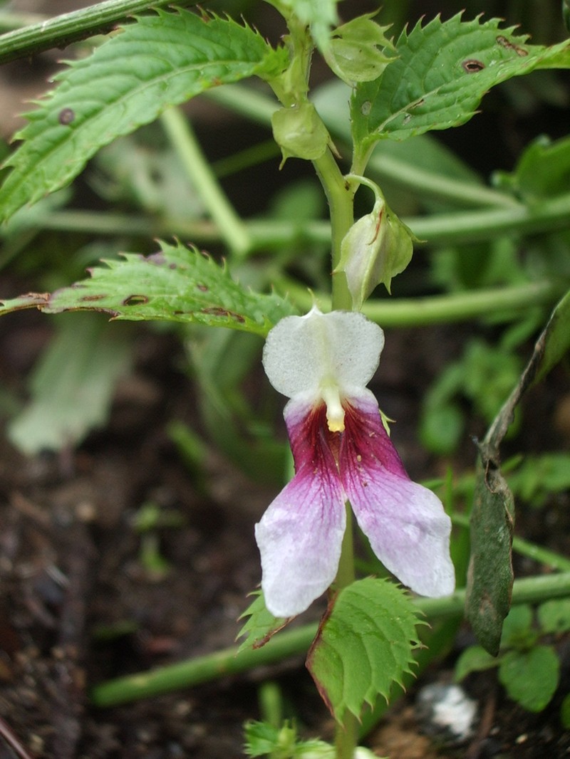 Impatiens serrata photo 2
