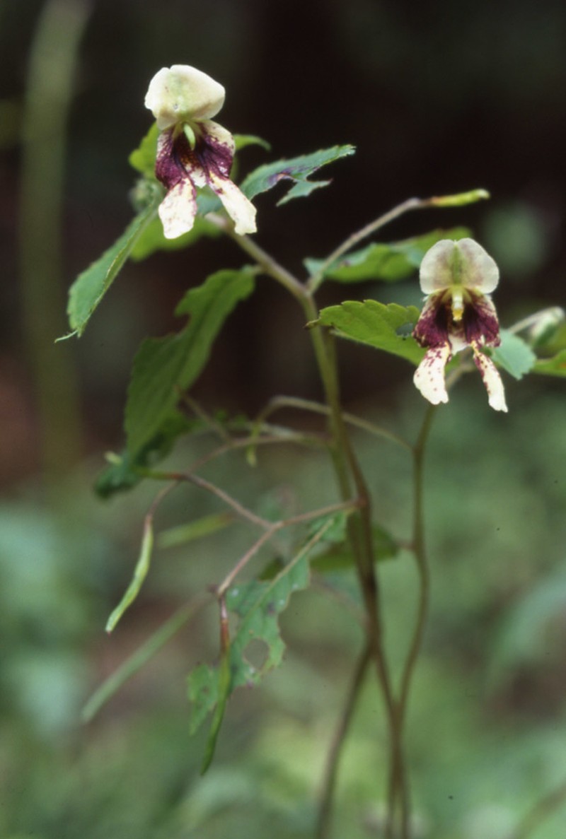 Impatiens serrata photo 3