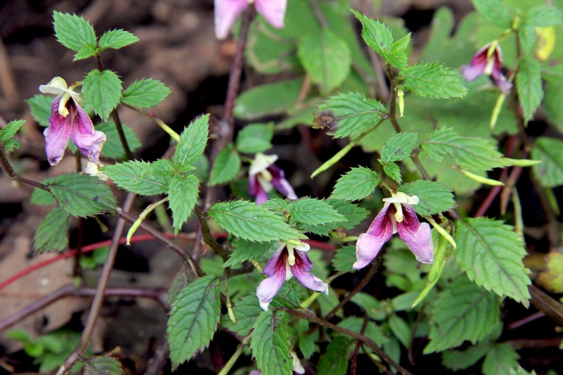 Impatiens serrata photo 4