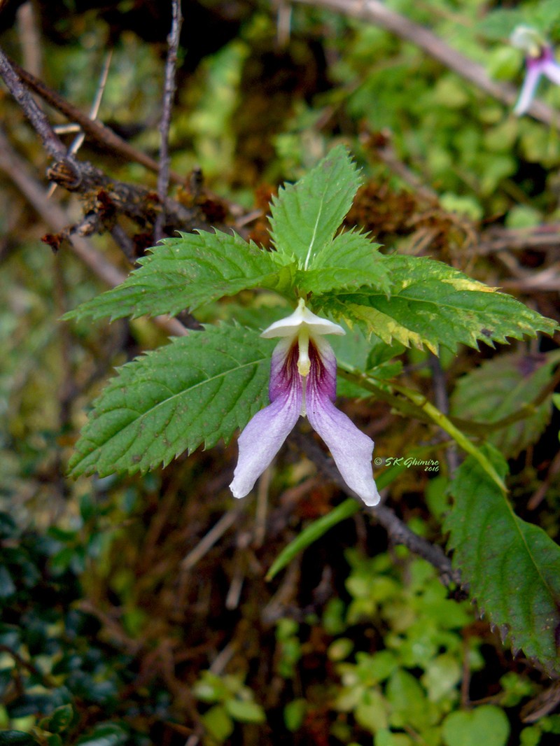 Impatiens serrata photo 6