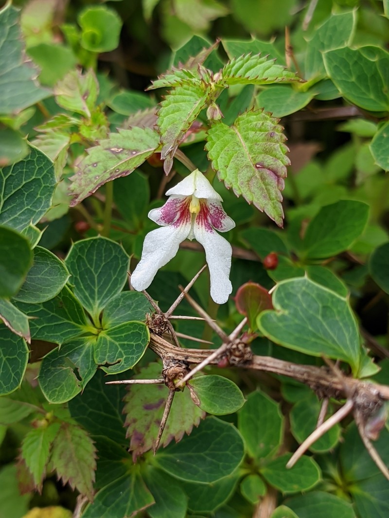 Impatiens serrata photo 7