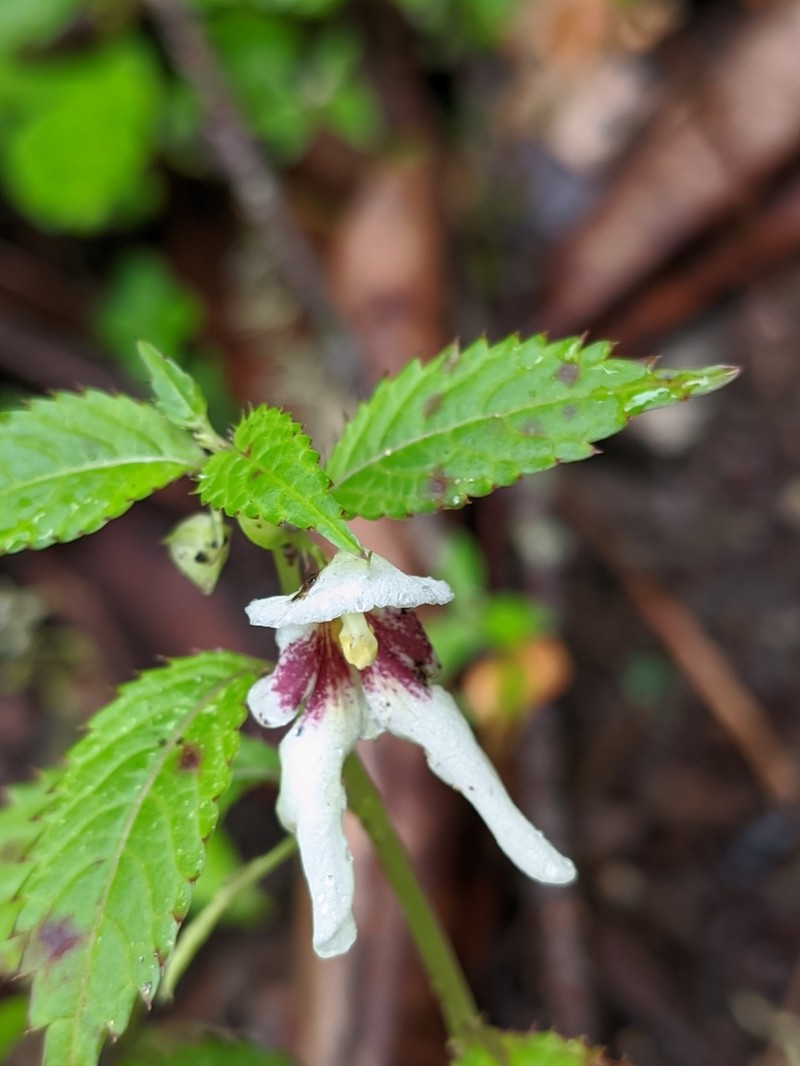 Impatiens serrata photo 8