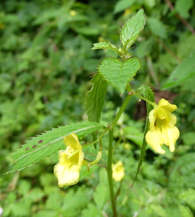 Impatiens serratifolia