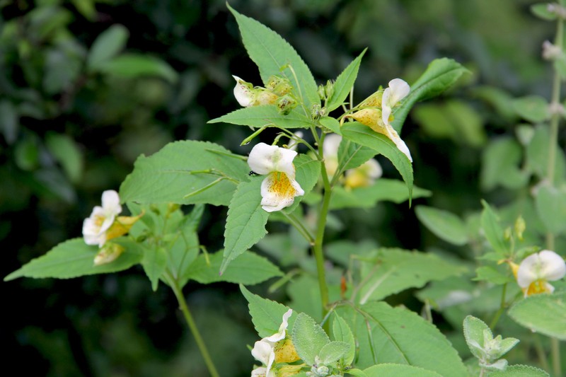 Impatiens serratifolia photo 2