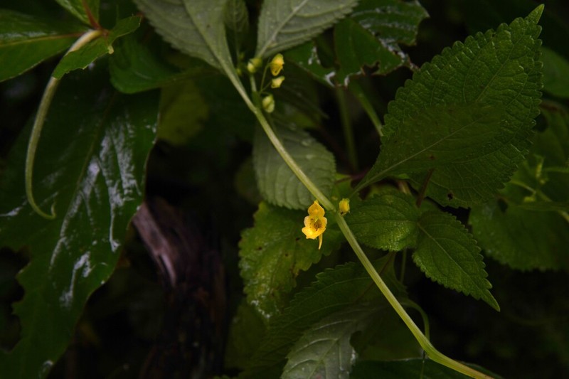 Impatiens serratifolia photo 3