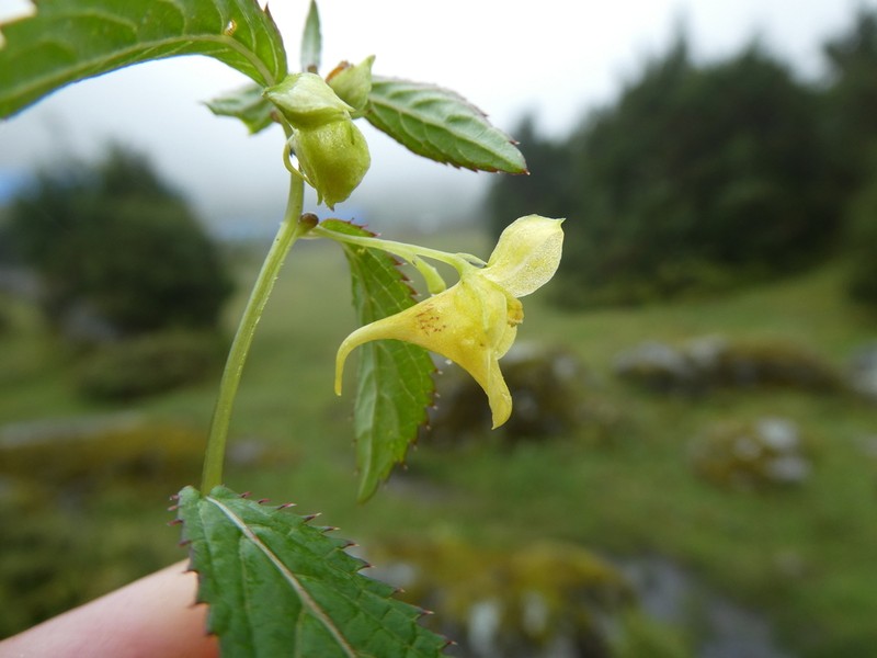Impatiens serratifolia photo 4