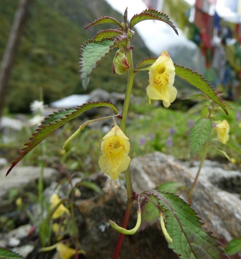 Impatiens serratifolia photo 5