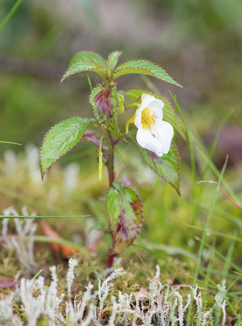 Impatiens serratifolia photo 6
