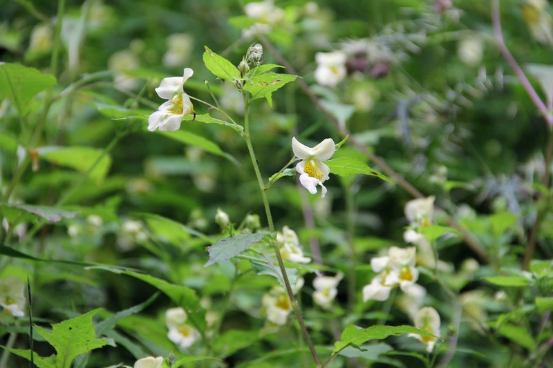 Impatiens serratifolia photo 7
