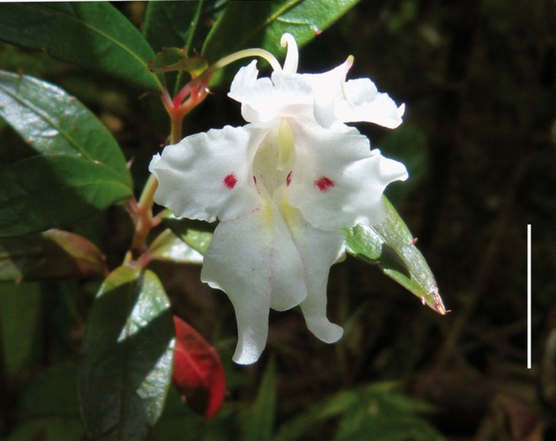 Impatiens serusiauxii