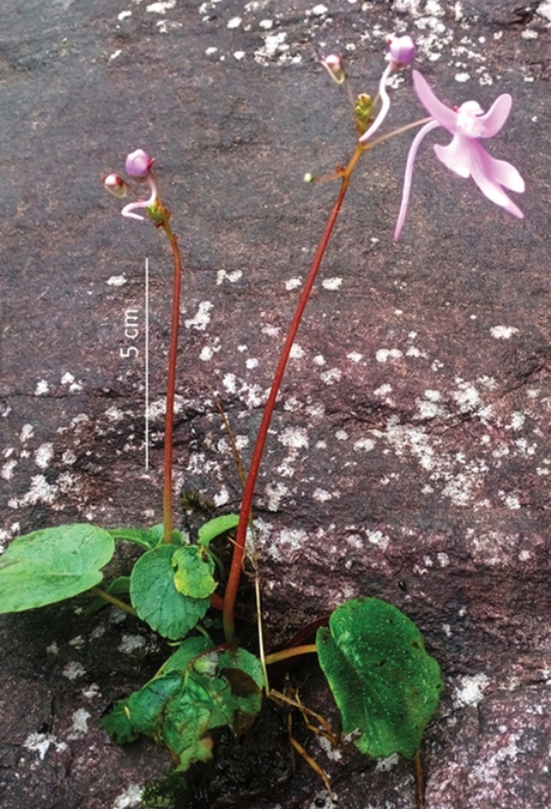 Impatiens shailajae